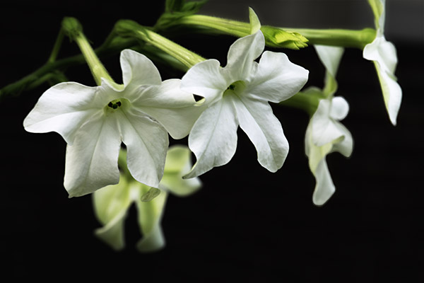 floral photography